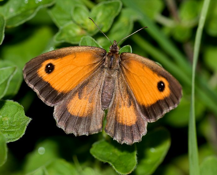 Rotbraunes Ochsenauge (Pyronia tithonus) ♀