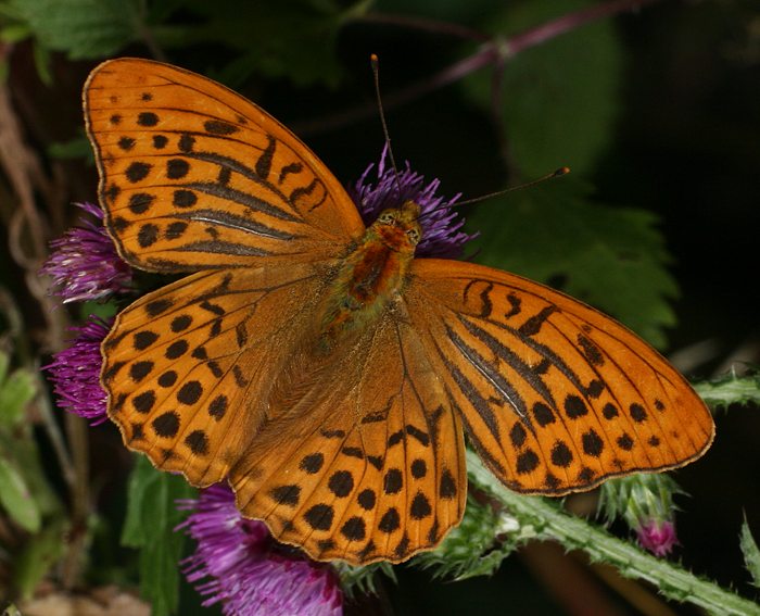 Kaisermantel (Argynnis paphia) ♂