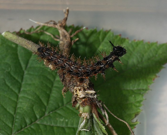 Landkrtchen (Araschnia levana) Raupe