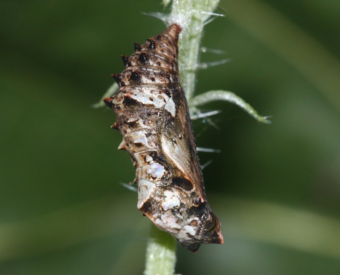 Landkrtchen (Araschnia levana) Puppe