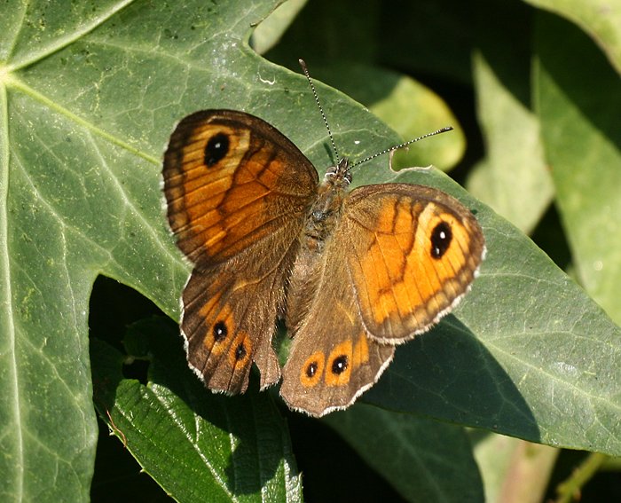 Braunauge (Lasiommata maera)