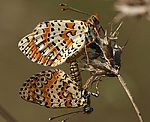 Roter Scheckenfalter (Melitaea didyma) [2426 views]