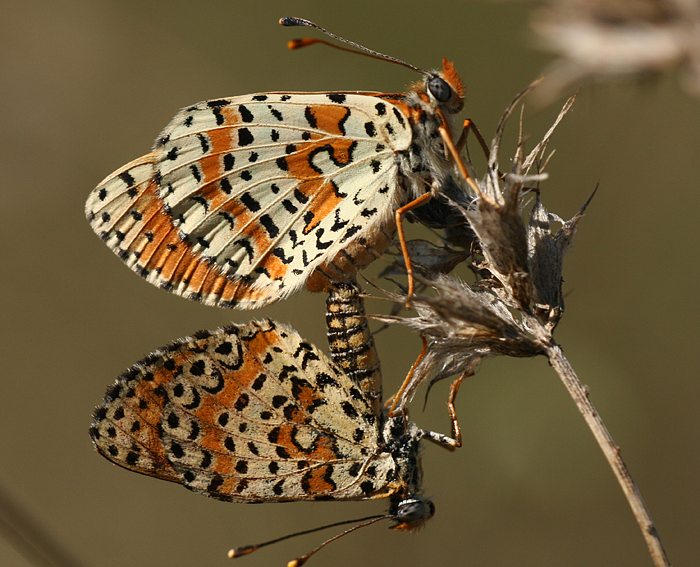 Roter Scheckenfalter (Melitaea didyma)