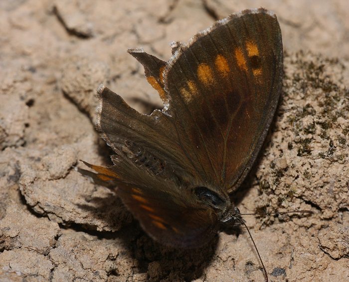 Rotbinden-Samtfalter (Arethusana arethusa)