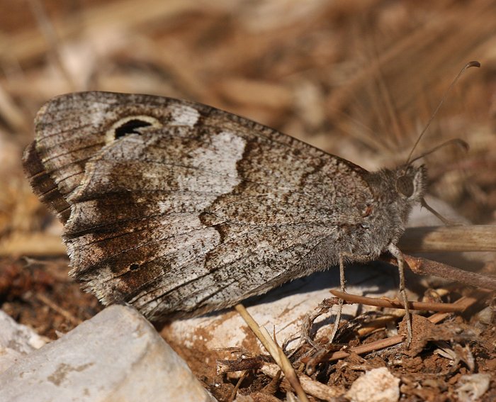 Eisenfarbiger Samtfalter (Hipparchia statilinus)