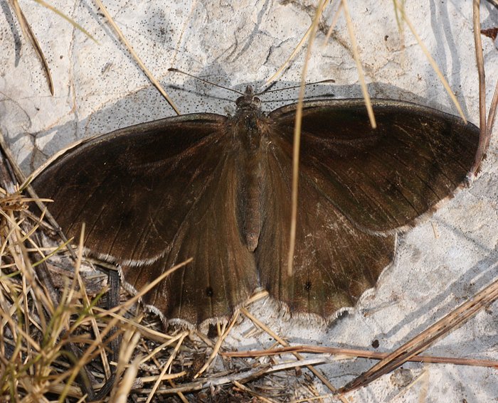 Eisenfarbiger Samtfalter (Hipparchia statilinus) ♂