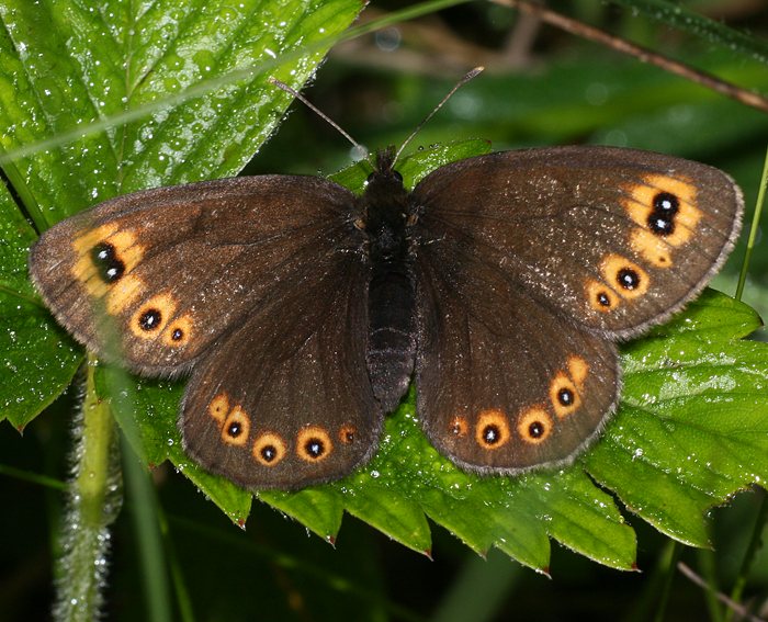 Rundaugen Mohrenfalter (Erebia medusa)