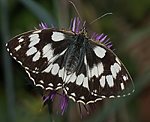 Schachbrettfalter (Melanargia galathea) [2527 views]