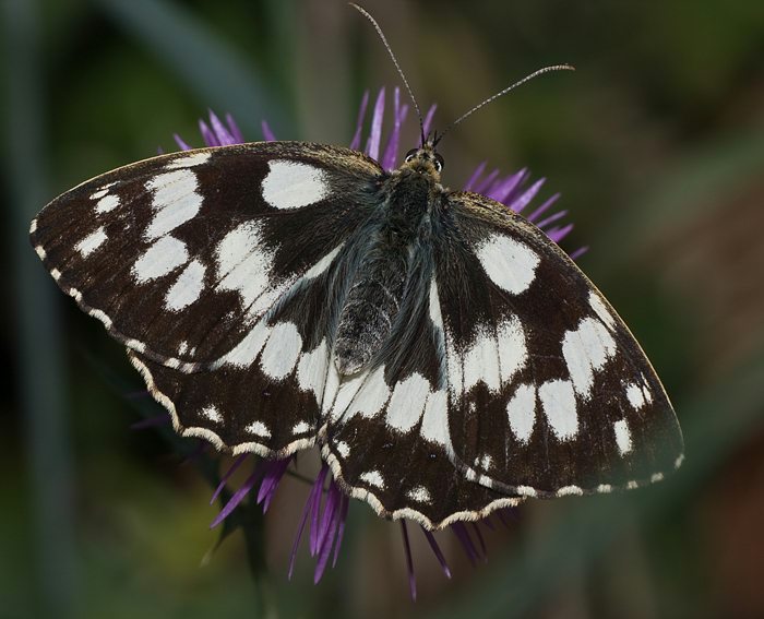 Schachbrettfalter (Melanargia galathea)