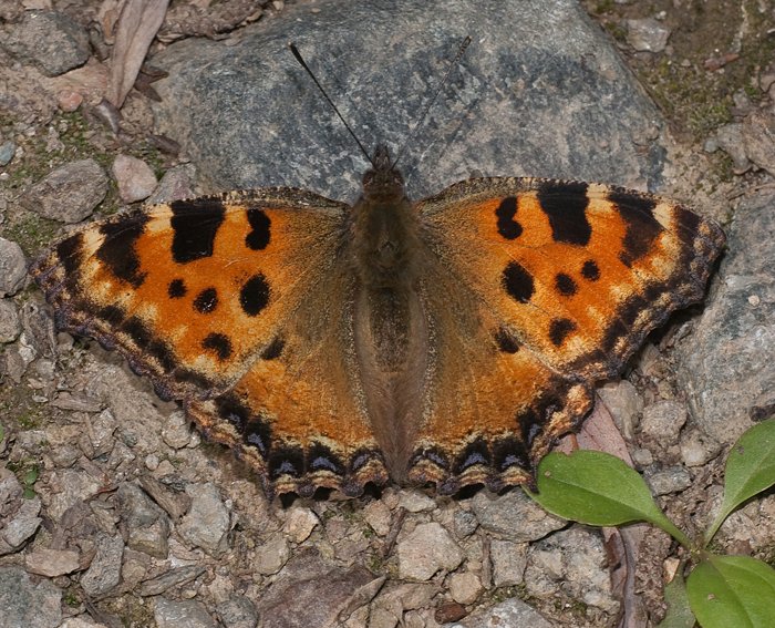 Groer Fuchs (Nymphalis polychloros)