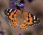 Distelfalter (Vanessa cardui) [2847 views]