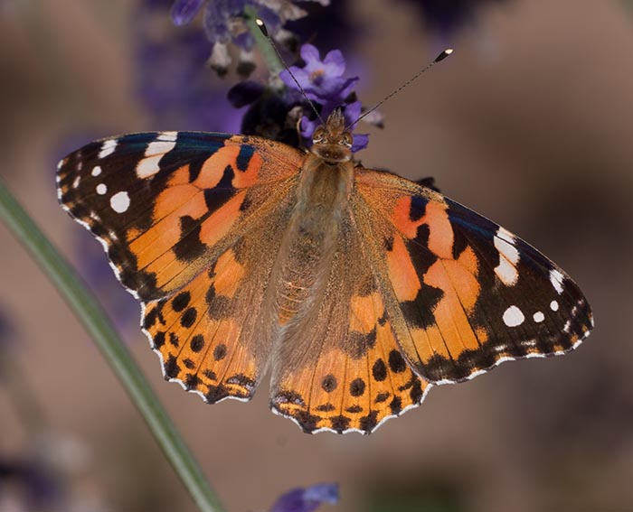 Distelfalter (Vanessa cardui)