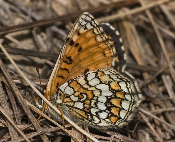 Westlicher Scheckenfalter (Melitaea parthenoides) ♀