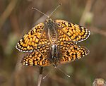 Flockenblumen-Scheckenfalter (Melitaea phoebe) [1858 views]