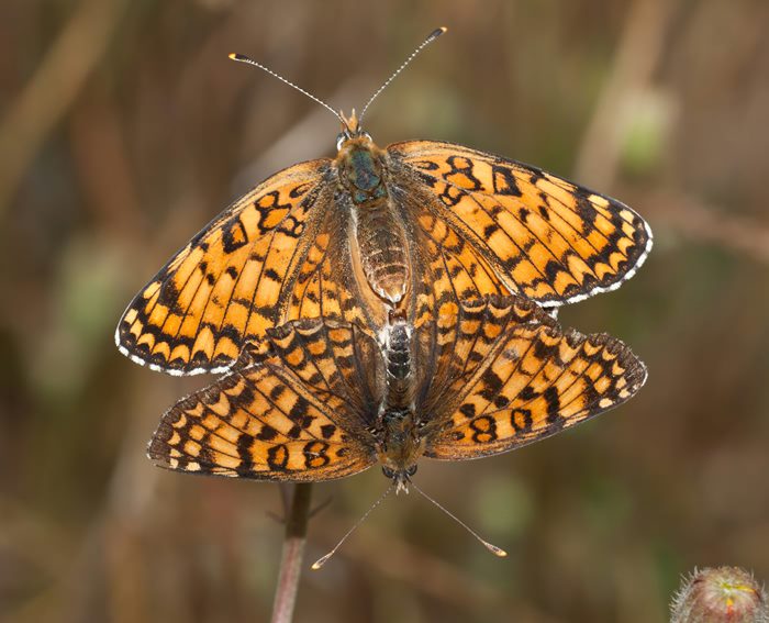 Flockenblumen-Scheckenfalter (Melitaea phoebe)