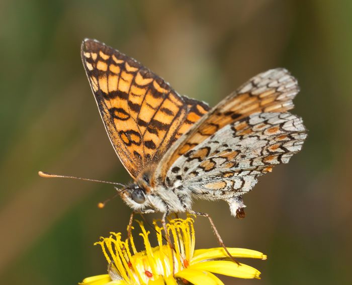 Flockenblumen-Scheckenfalter (Melitaea phoebe)