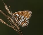 Ehrenpreis-Scheckenfalter (Melitaea aurelia) [1838 views]