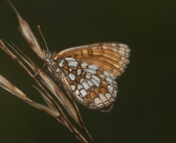 Ehrenpreis-Scheckenfalter (Melitaea aurelia)