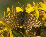 Ehrenpreis-Scheckenfalter (Melitaea aurelia) [1822 views]