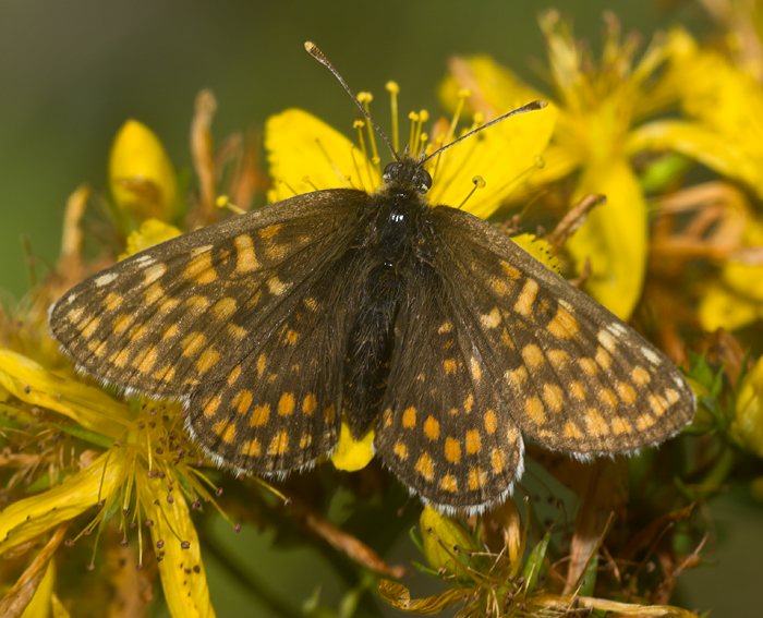 Ehrenpreis-Scheckenfalter (Melitaea aurelia)