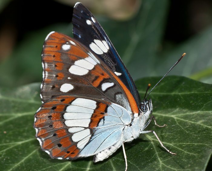 Blauschwarzer Eisvogel (Limenitis reducta)