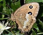 Blauugiger Waldportier (Minois dryas) [2707 views]