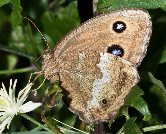 Blauugiger Waldportier (Minois dryas)