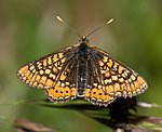 Goldener Scheckenfalter (Euphydryas aurinia) [1648 views]