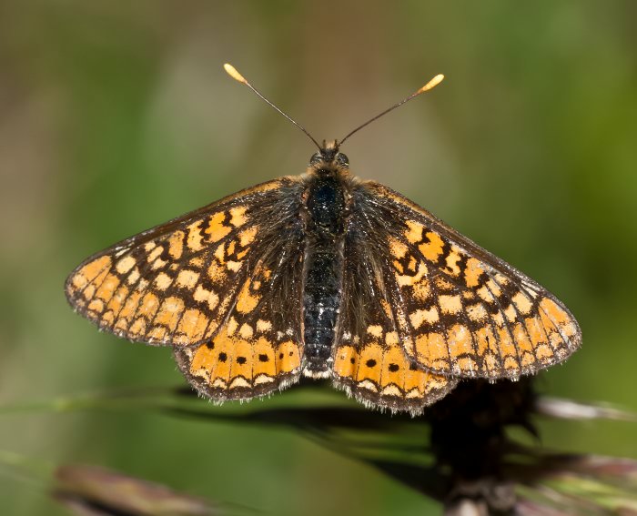 Goldener Scheckenfalter (Euphydryas aurinia)