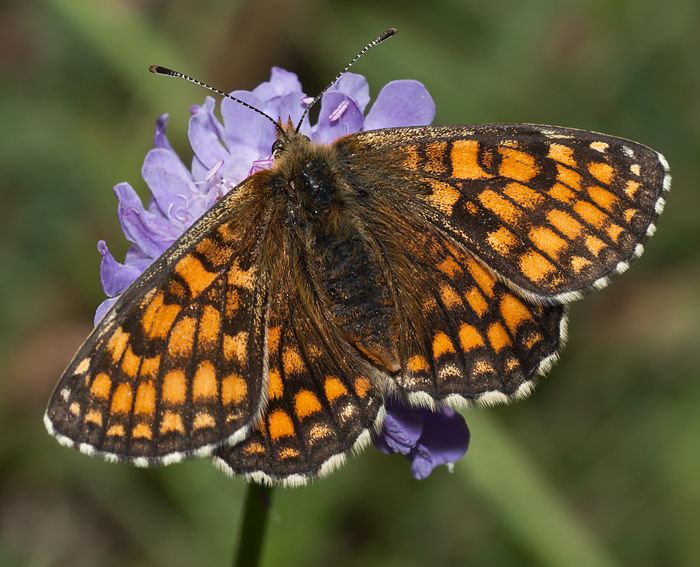 Westlicher Scheckenfalter (Melitaea parthenoides) ♀