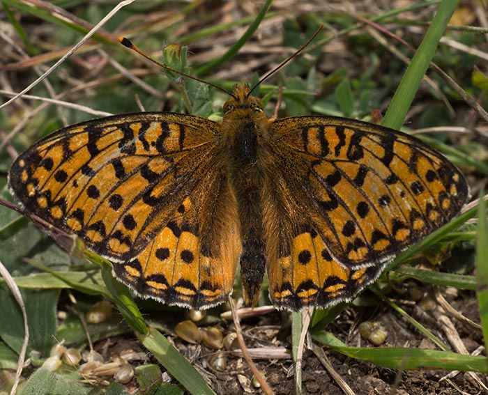 Groer Perlmutterfalter (Argynnis aglaja)