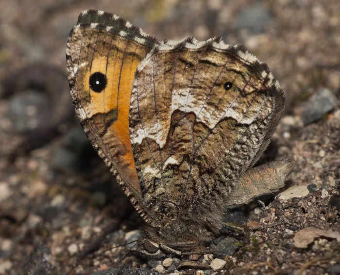 Ockerbindiger Samtfalter (Hipparchia semele)