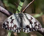 (Melanargia lachesis) [2440 views]