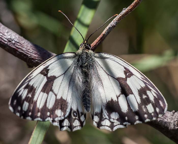 (Melanargia lachesis)