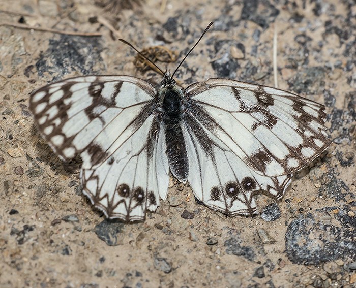 (Melanargia occitanica)