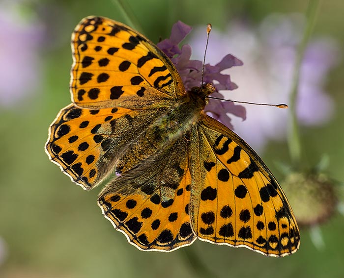 Kleiner Perlmutterfalter (Issoria lathonia)