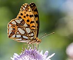 Kleiner Perlmutterfalter (Issoria lathonia) [2467 views]