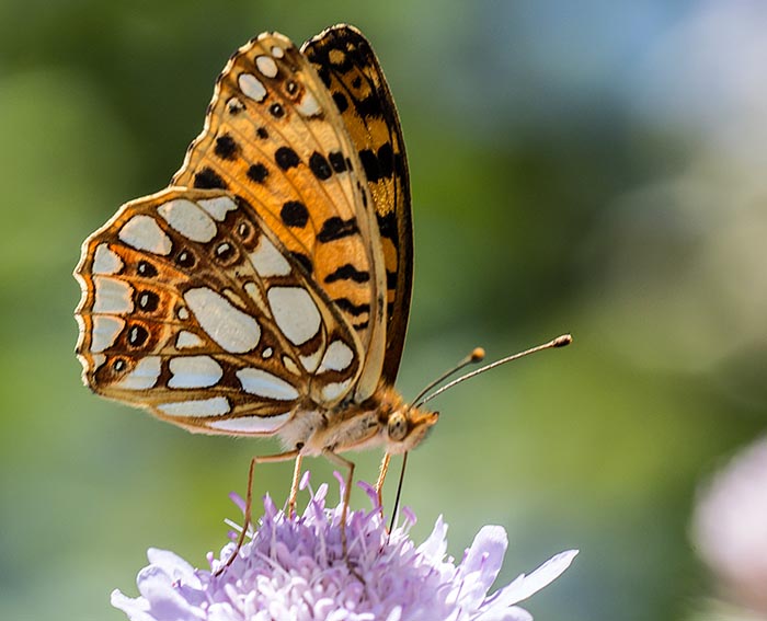 Kleiner Perlmutterfalter (Issoria lathonia)