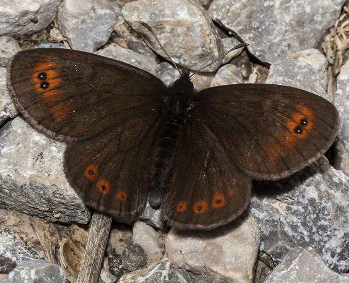 Doppelaugenmohrenfalter (Erebia oeme)