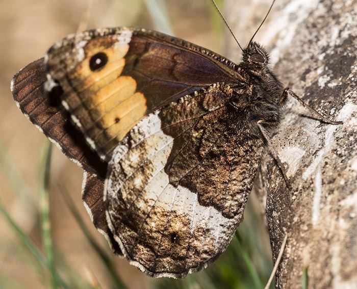 Groer Waldportier (Hipparchia fagi)