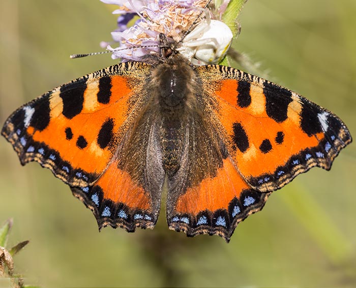 Kleiner Fuchs (Aglais urticae)