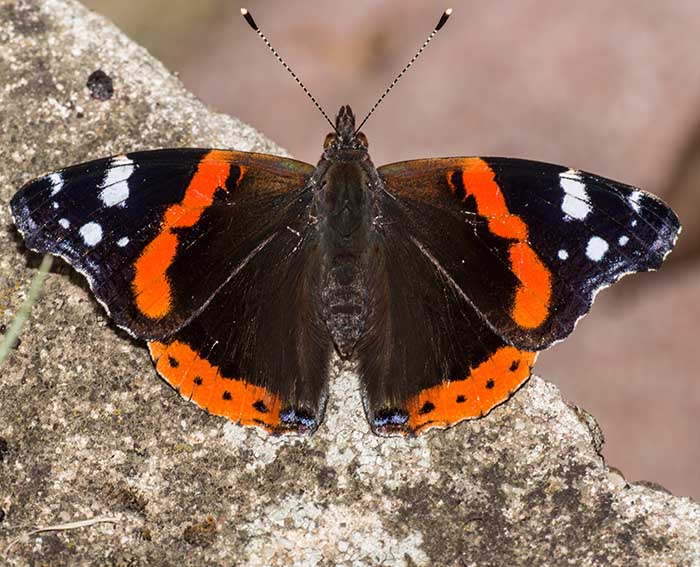 Admiral (Vanessa atalanta)