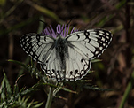 (Melanargia arge) [822 views]