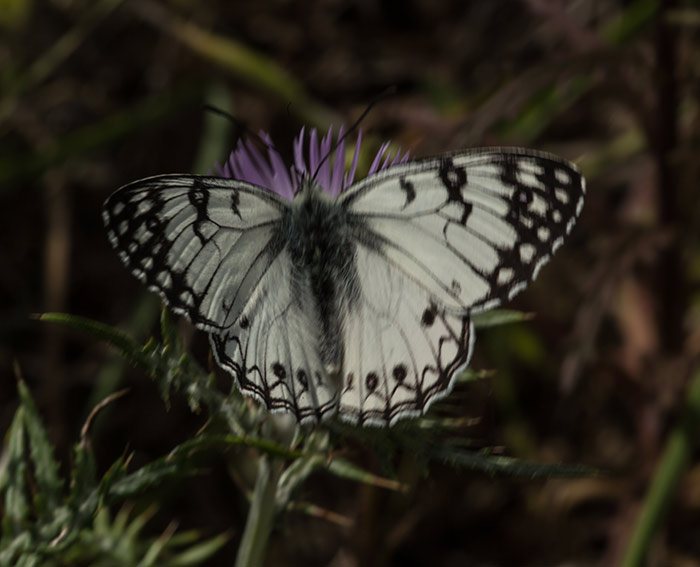 (Melanargia arge)