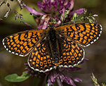 Wachtelweizen Scheckenfalter (Melitaea athalia) [2409 views]