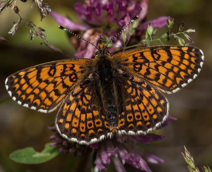 Wachtelweizen Scheckenfalter (Melitaea athalia)