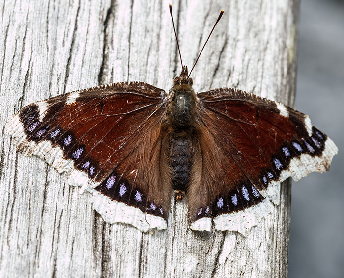 Trauermantel (Nymphalis antiopa)