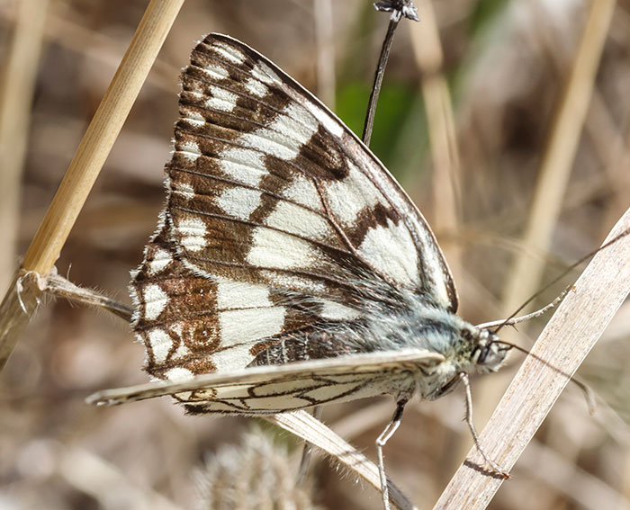 (Melanargia russiae)