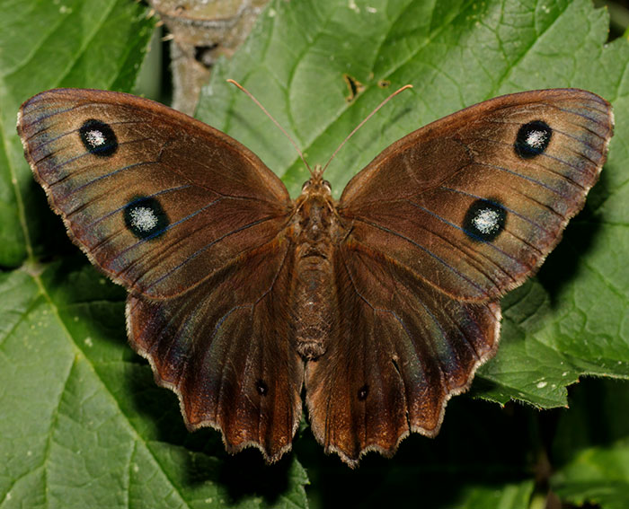 Blauugiger Waldportier (Minois dryas)