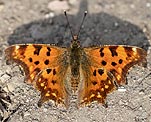 C-Falter (Polygonia C-album) [2842 views]